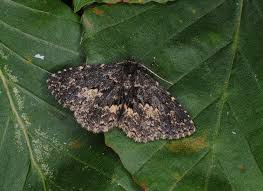 Attēlu rezultāti vaicājumam “Parascotia fuliginaria”