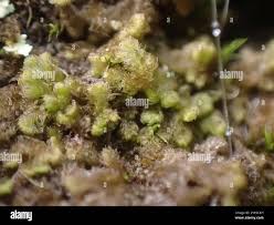 Attēlu rezultāti vaicājumam “Ptilidium pulcherrimum”