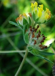 Image result for Anthyllis vulneraria