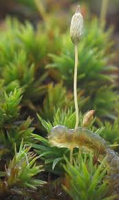 Attēlu rezultāti vaicājumam “Pogonatum urnigerum macro”