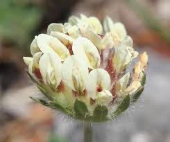 Attēlu rezultāti vaicājumam “Anthyllis vulneraria flower”