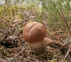 Attēlu rezultāti vaicājumam “Leccinum vulpinum”