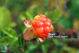 Attēlu rezultāti vaicājumam “Rubus chamaemorus fruit”