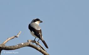 Image result for Lanius minor