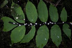 Attēlu rezultāti vaicājumam “Hymenoscyphus sp.”