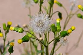 Attēlu rezultāti vaicājumam “Senecio vulgaris flower”