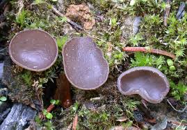 Attēlu rezultāti vaicājumam “Ombrophila violacea spores”