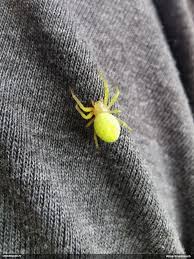 Attēlu rezultāti vaicājumam “Ophiotheca sp.”