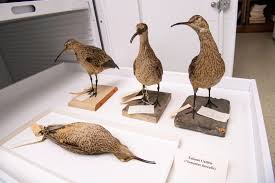 Image result for Numenius borealis