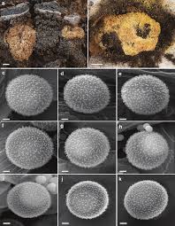 Attēlu rezultāti vaicājumam “Fuligo septica var. flava young”