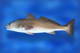 Image result for Sciaenops ocellatus