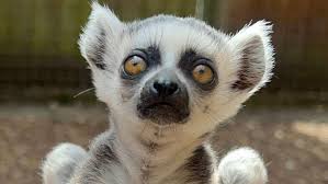 lemur ile ilgili görsel sonucu