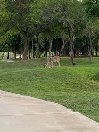 Image result for Olympia Gc