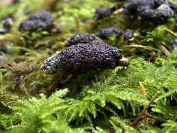 Attēlu rezultāti vaicājumam “Nectriopsis violacea”