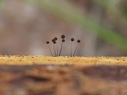 Attēlu rezultāti vaicājumam “Willkommlangea reticulata young”