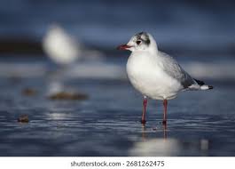 Attēlu rezultāti vaicājumam “Larus ridibundus adult”