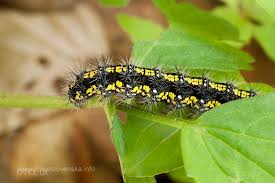 Attēlu rezultāti vaicājumam “Callimorpha dominula larva”