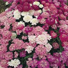 Image result for Iberis umbellata