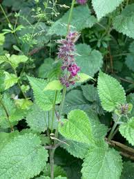 Attēlu rezultāti vaicājumam “Stachys sylvatica”