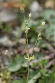 Attēlu rezultāti vaicājumam “Stellaria pallida”