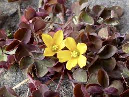 Attēlu rezultāti vaicājumam “Oxalidaceae”