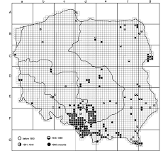 Attēlu rezultāti vaicājumam “Callicladium haldanianum”