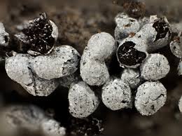 Attēlu rezultāti vaicājumam “Physarum cinereum macro”