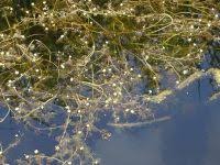 Attēlu rezultāti vaicājumam “Batrachium circinatum”