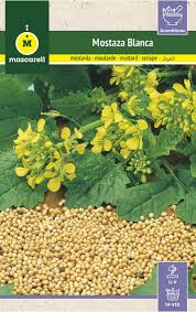 Attēlu rezultāti vaicājumam “Sinapis alba”