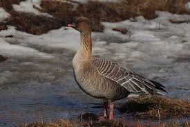Attēlu rezultāti vaicājumam “Anser brachyrhynchus adult”
