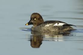 Attēlu rezultāti vaicājumam “Bucephala clangula”