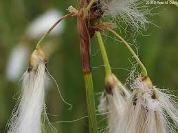 Attēlu rezultāti vaicājumam “Eriophorum gracile leaf”
