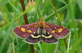 Attēlu rezultāti vaicājumam “Pyrausta purpuralis”