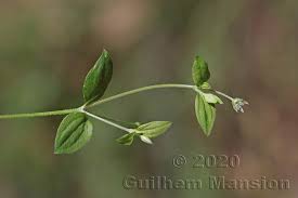 Attēlu rezultāti vaicājumam “Moehringia trinervia”