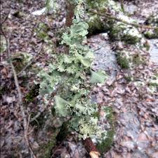 Attēlu rezultāti vaicājumam “Cetrelia olivetorum”