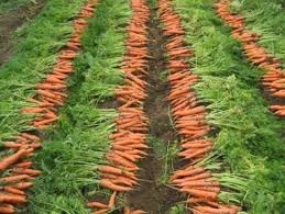 Image result for 公害SEARCH