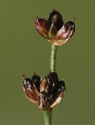 Attēlu rezultāti vaicājumam “Juncus alpinoarticulatus”