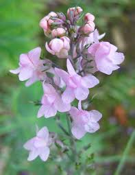 Image result for Linaria purpurea