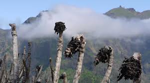 Image result for Eira do Serrado