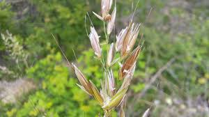 Attēlu rezultāti vaicājumam “Arrhenatherum elatius”