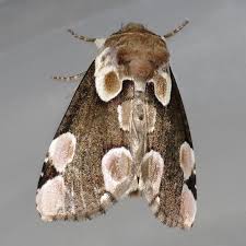 Attēlu rezultāti vaicājumam “Thyatira batis imago”