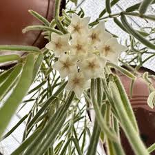 Image result for Alonsoa linearis