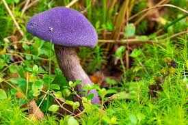 Attēlu rezultāti vaicājumam “Cortinarius violaceus”