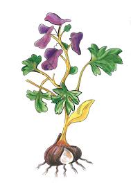 Attēlu rezultāti vaicājumam “Corydalis solida fruit”