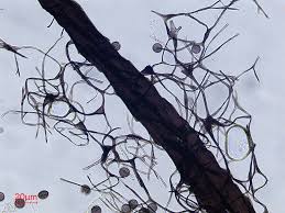 Attēlu rezultāti vaicājumam “Symphytocarpus flaccidus sessile”