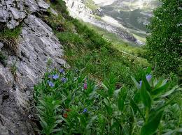 Attēlu rezultāti vaicājumam “Laserpitium pruthenicum”