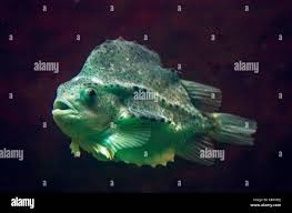 Image result for Cyclopterus lumpus