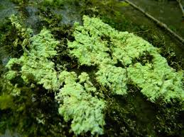 Attēlu rezultāti vaicājumam “Lepraria”