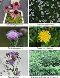 Attēlu rezultāti vaicājumam “Asteraceae”