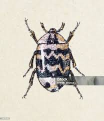 Attēlu rezultāti vaicājumam “Anthrenus museorum”